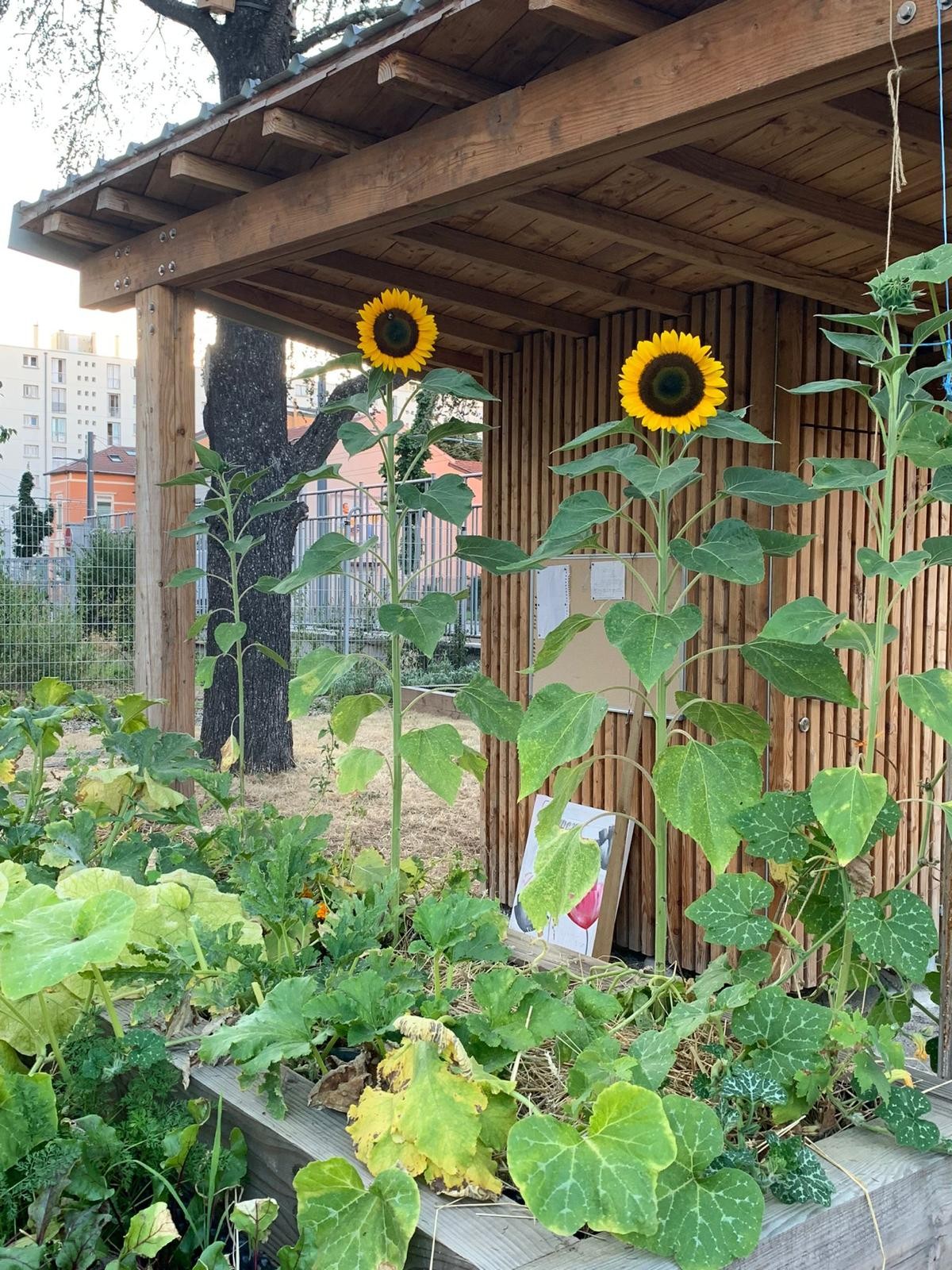 Jardin partagé des Ressources